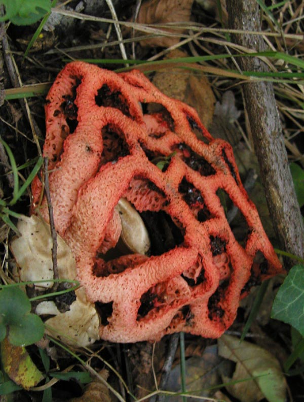 Clathrus cancellatus